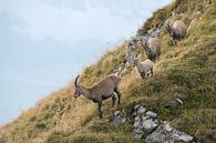 Steinböcke ( Capra ibex ), kleine Gruppe aus Steingeißen mit ihrem Nachwuchs, wildlife, Europa. von wunderbare Erde Miniaturansicht