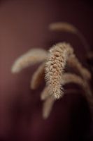 La netteté et le flou de la nature