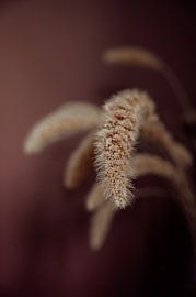 Die Schärfe und Unschärfe der Natur von Angelique Gooijer-Hus