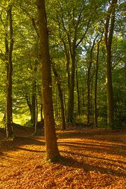 Lever de soleil dans la forêt (Groningen- Pays-Bas)