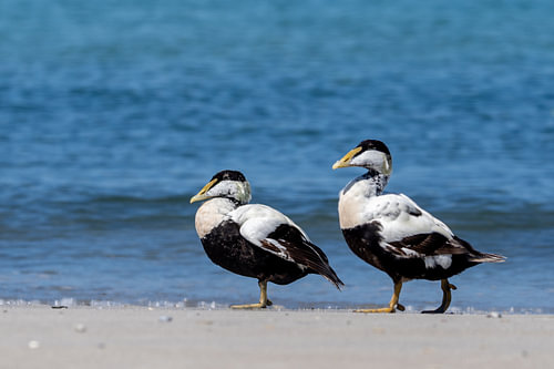 Pair of Common Eiders Walking on Sandy Beach