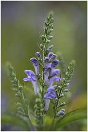 Berm bloemen by Nanda Nieuwhoff-de Groot