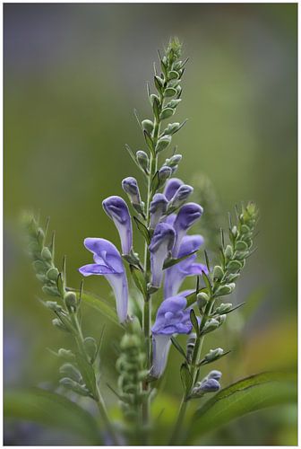Berm bloemen