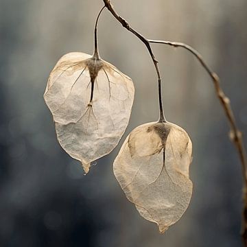 Delicate Echo's of Time : Weathered Seeds in Silence (Échos délicats du temps : des graines vieillies dans le silence) sur Karina Brouwer