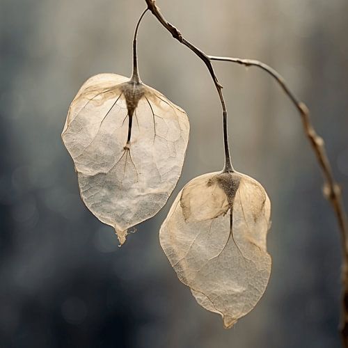 Delicate Echo's of Time: Weathered Seeds in Silence
