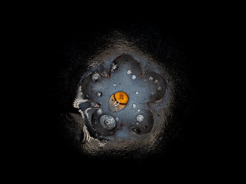 Blaubeere von Maikel Brands