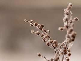 nature is ripe by MvdP fotografie