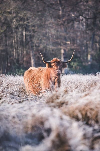 Highland cow in the White Bog by Ratna Bosch