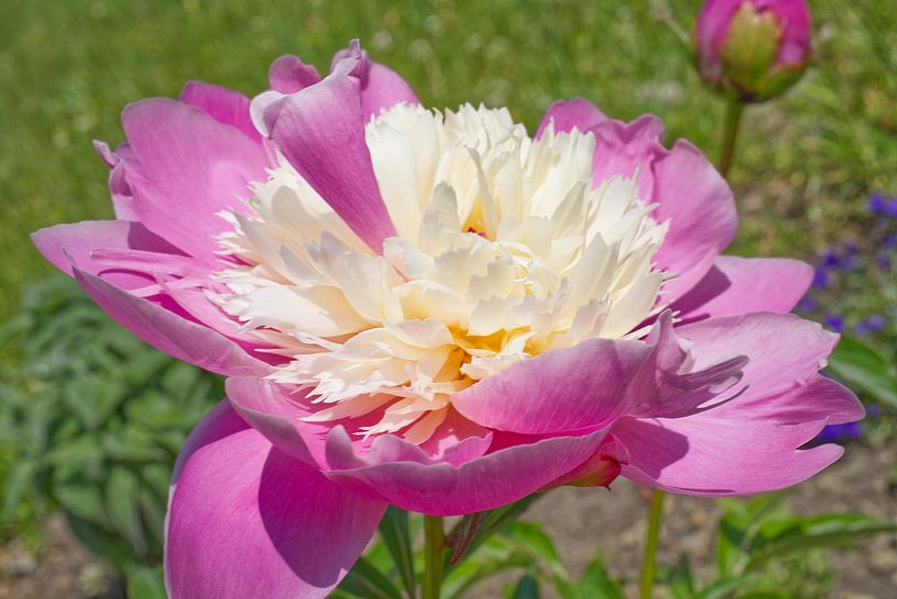 Sorbet Peony Pink and Yellow Floral by Iris Holzer Richardson