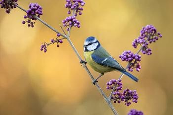 Mésange bleue en automne