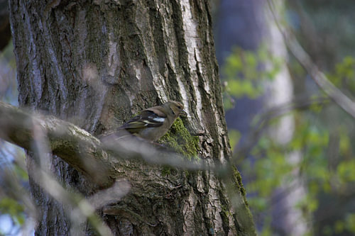 Vogel in boom