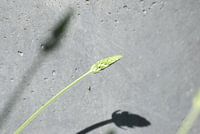 Shadow on the wall