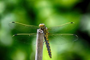 Die Libelle genießt an die Sonne
