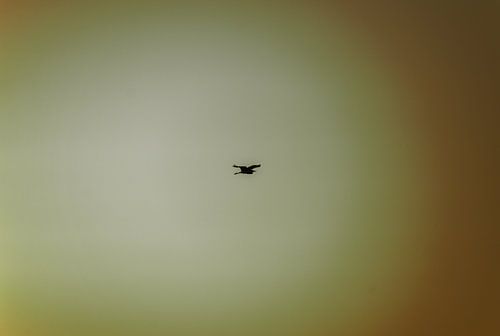 One day I'll fly away