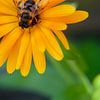 Abeille en fleur sur zippora wiese