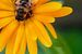 Biene in der Blume von zippora wiese