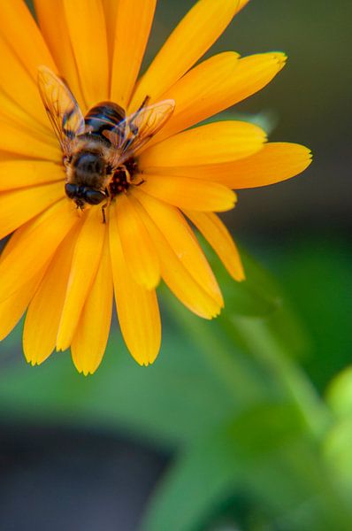 Bee in Flower by zippora wiese