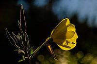 The silhouette of the bee in the evening primrose