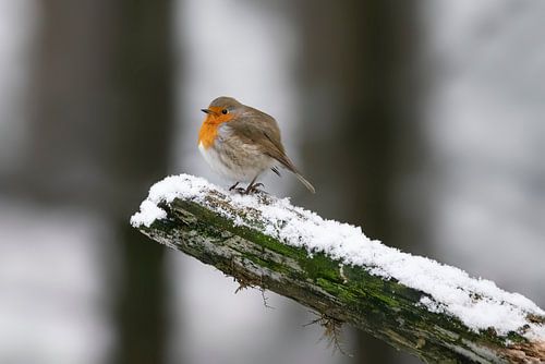 Roodborstje in de sneeuw op een tak.