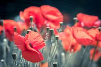 Poppy