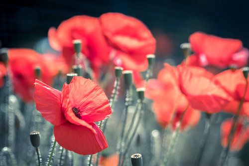 Poppy by Cathy Php