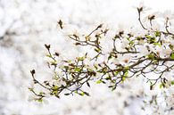 Magnolie (Sternmagnolie) in voller Blüte von Francis Dost Miniaturansicht