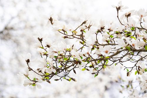 Magnolia (star magnolia) in full bloom