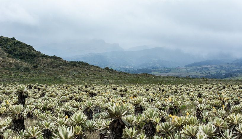 Espeletia planten van Ronne Vinkx