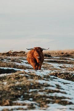 Schotse hooglander van Jietske Donders