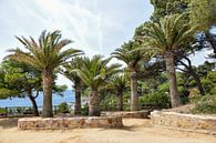 Palmbomen in Spanje van Maria-Maaike Dijkstra thumbnail