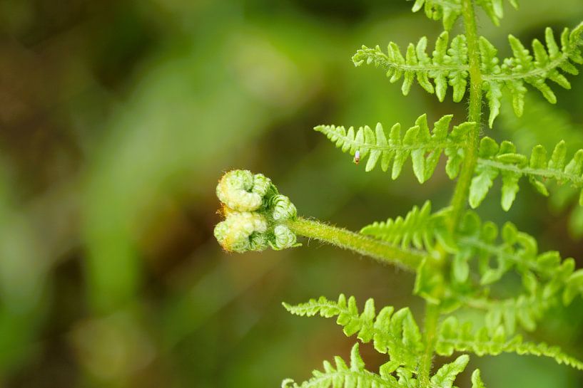 Varen van Christel Smits