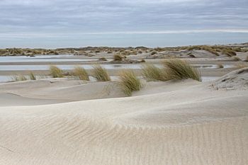 Dunes of Texel