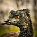 Emoe-Kopfschuss von Wim van Beelen Miniaturansicht