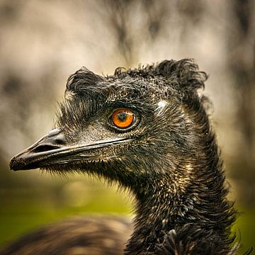 Emoe-Kopfschuss von Wim van Beelen