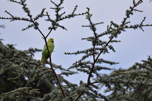 Perruche sauvage verte dans un pin