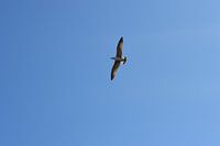 Frei wie ein Vogel
