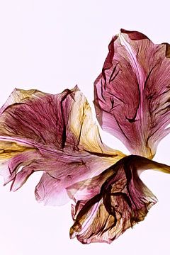 Rose Tulips - The fingerprint of leaves van Christine de Vogel