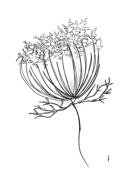Digital Oneline drawing Wild Carrot by AnkieArt
