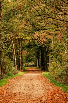 Boslaan in herfstkleuren
