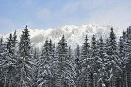 A snow-covered coniferous forest against a backdrop of white mountain peaks by Tomherkules