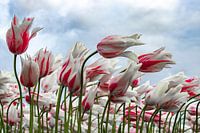 Tulpen im Wind
