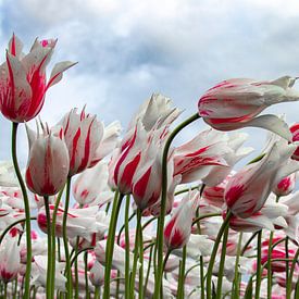 Tulipes dans le vent sur Jannie de Graaf