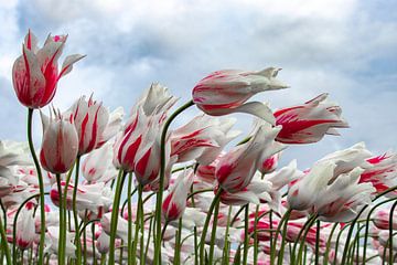 Tulpen im Wind von Jannie de Graaf