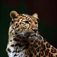 Panther
