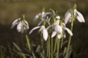 Schneeglöckchen van Dagmar Marina