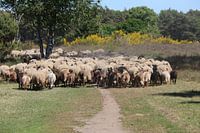 schapen in natuur
