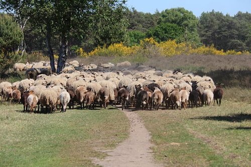 schapen in natuur