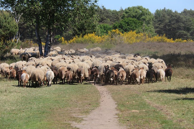 sheep in nature by Eduard metz