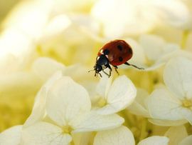 Lieveheersbeestje op de witte hortensia