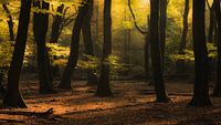 De rust vinden in een onrustig bos van Michel Knikker thumbnail